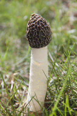 Morel mantarlı yeşil çim
