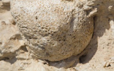 Fosil mercan ve kabukları