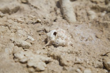 Fosil mercan ve kabukları