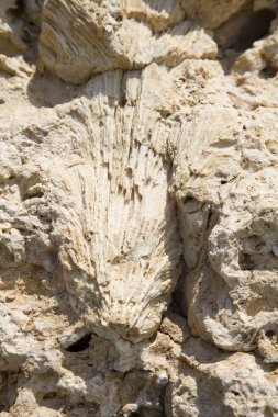 Fosil mercan ve kabukları