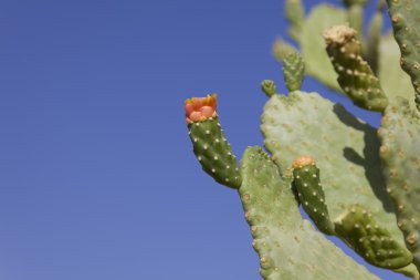 Kaktüs opuntia dikenler