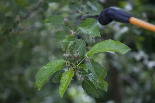 Dispositif de pulvérisation de pesticides dans le jardin . — Photo