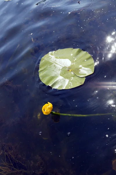 Nuphar lutea Water-lily — Stock Photo, Image