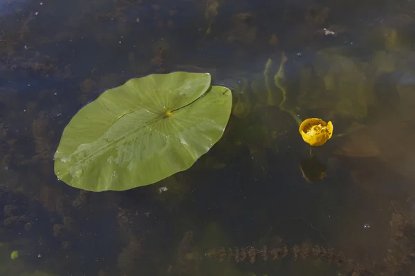 Nuphar lutea Water-lily — Stock Photo, Image