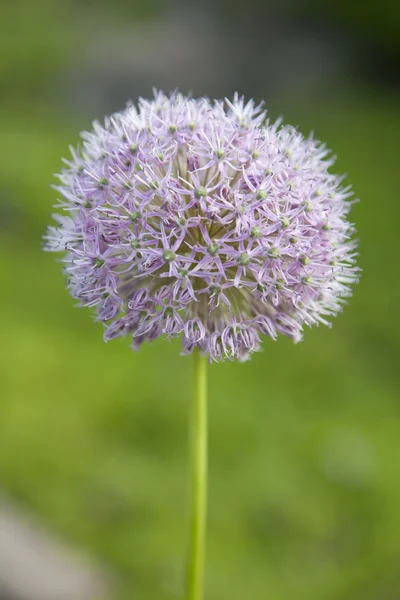 Esfera de Allium cristophii — Foto de Stock