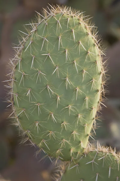 Espinhos de cacto opuntia — Fotografia de Stock