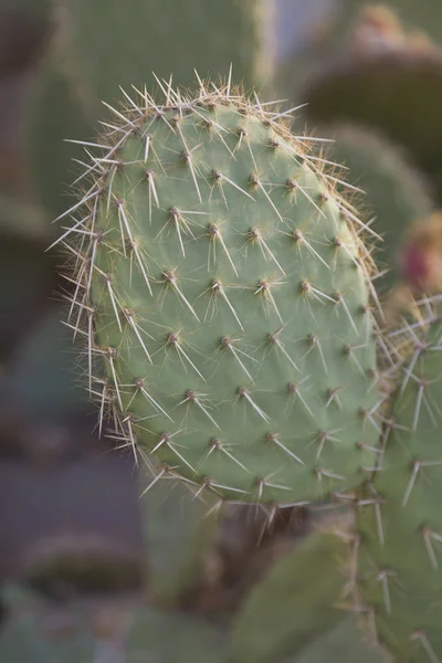 Espinhos de cacto opuntia — Fotografia de Stock