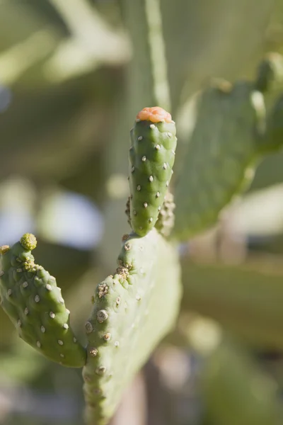 Kaktus opuntia trny — Stock fotografie