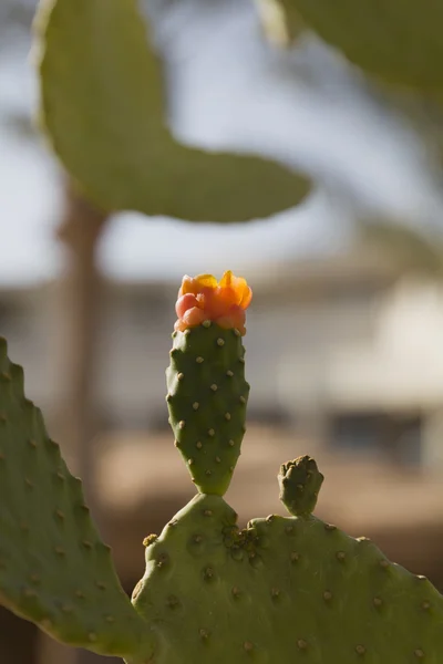 Espinhos de cacto opuntia — Fotografia de Stock