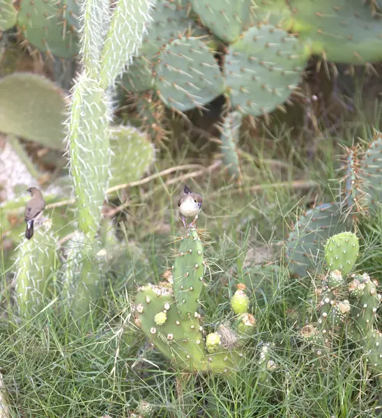 Kaktus opuntia trny — Stock fotografie