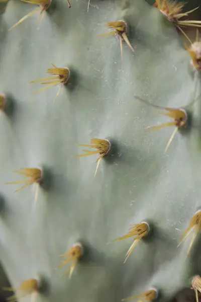 Épines de cactus opuntia — Photo