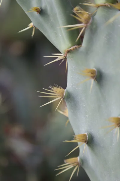 Αγκάθια opuntia κάκτων — Φωτογραφία Αρχείου