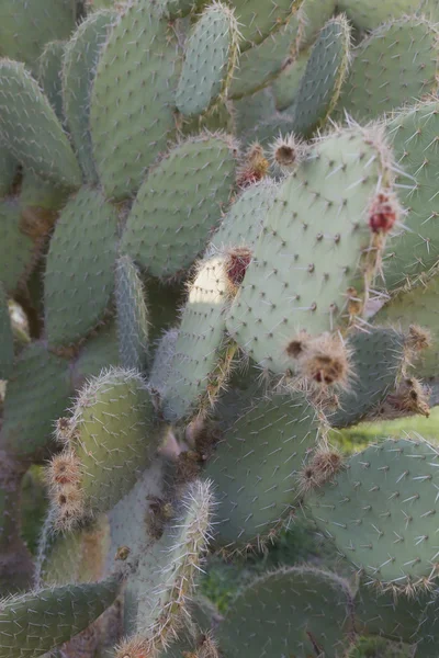 Cactus opuntia thorns — Stock Photo, Image