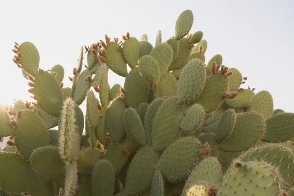 Αγκάθια opuntia κάκτων — Φωτογραφία Αρχείου