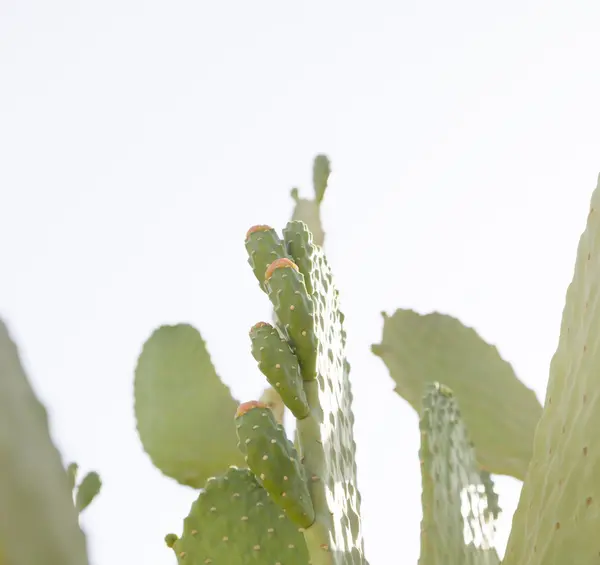 Kaktus opuntia květiny — Stock fotografie