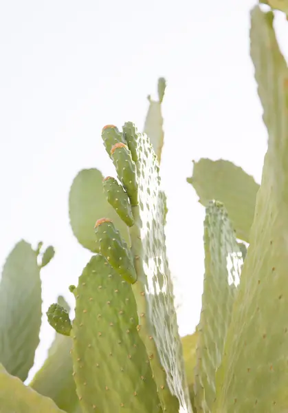 Kaktus opuntia květiny — Stock fotografie