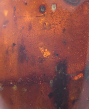 Amber yakın çekim.