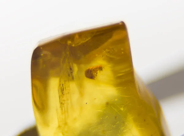 Amber close-up. — Stockfoto