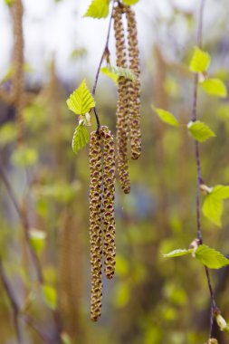 Küpeler ve taze huş yaprakları.
