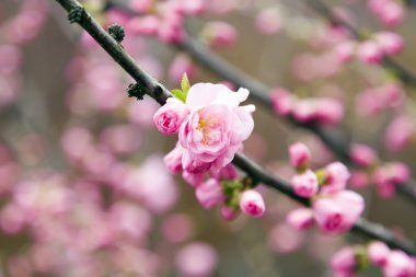Dekoratif badem çiçekleri
