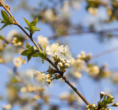 Genç yaprakları ile beyaz erik çiçekleri.
