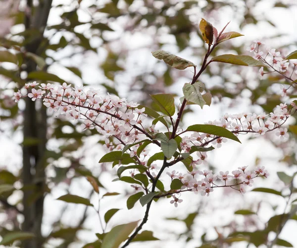 Prunus padus Colorata — Fotografia de Stock