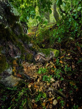 Ormanda eski bir taş