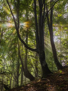 Ormanda güzel bir sabah. Ağaçların arasından parlayan güneş ışınları
