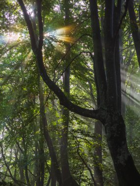Sabah ormanın güzel manzarası