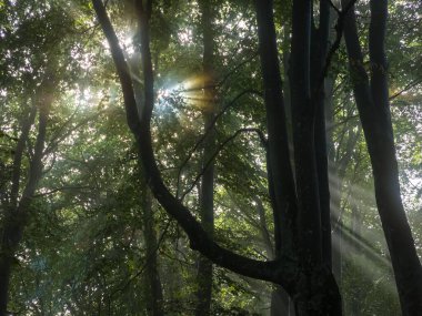 Ağaçların arasından parlayan güneş