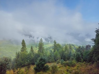 Sis ve ormanla dolu bir dağın tepesinden güzel bir manzara.