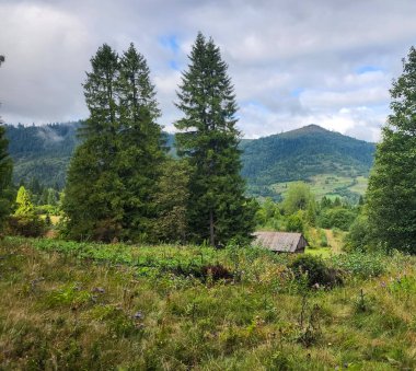 Yeşilliklerle çevrili yeşil bir ormanın güzel bir görüntüsü.