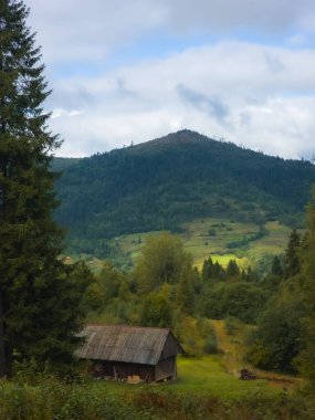 Karpatlar 'daki Karpat Ormanı' nın güzel manzarası
