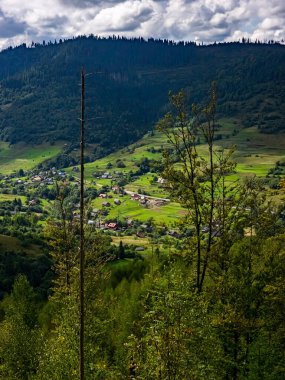 Karpatya ormanının güzel manzarası