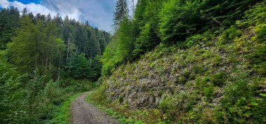 Güneş ışığı altındaki ağaçlarla çevrili yeşil bir ormanın dikey görüntüsü.