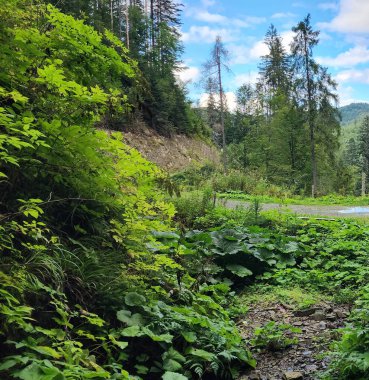 Doğanın güzel manzarası