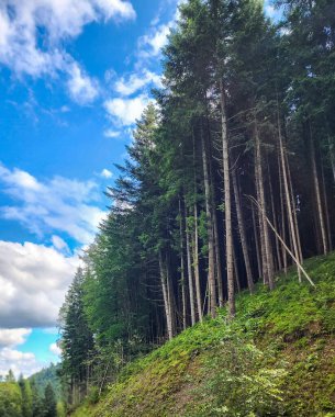 Arkasında bir dağ olan güzel bir manzara.