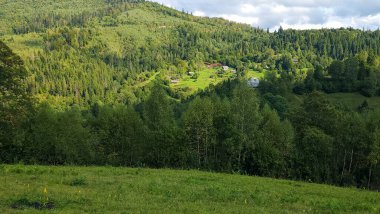 Yaz ormanında yeşil çayır