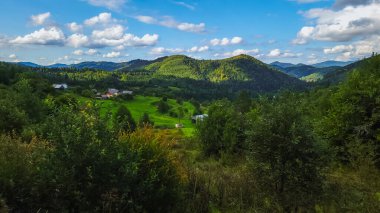 Karpat Dağları 'ndaki Yeşil Orman