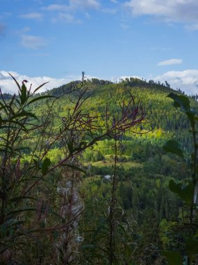 Dağlarda yeşil ağaçlar