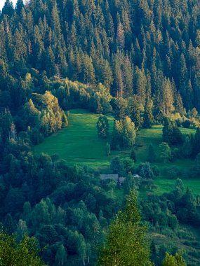 Dağlardaki yeşil orman