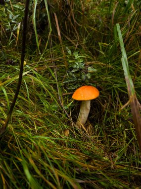 Ormandaki sonbahar ormanında kızıl sinek mantarı.