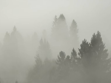 Dağlardaki ormanda sis var.