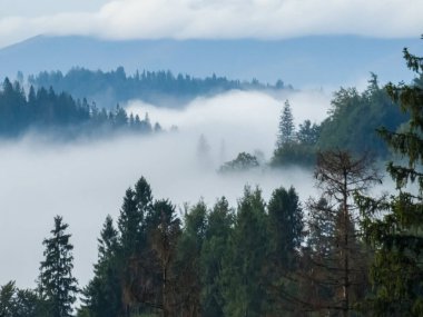 Karpat dağlarının güzel manzarası