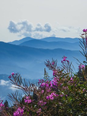 Çiçekli dağların güzel manzarası.
