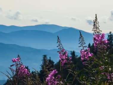 Karpat Dağları 'ndaki dağ manzarası. yaz