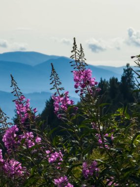 Dağlarda güzel çiçekler