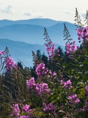 Dağlardaki pembe rakunlar.