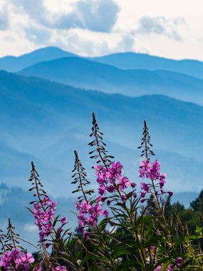 Dağlarda güzel çiçekler