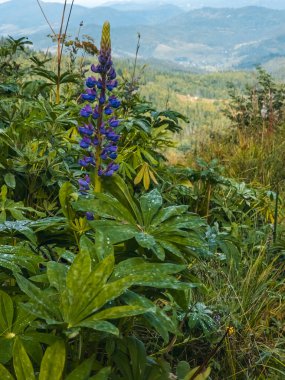 Yazın dağ manzarası